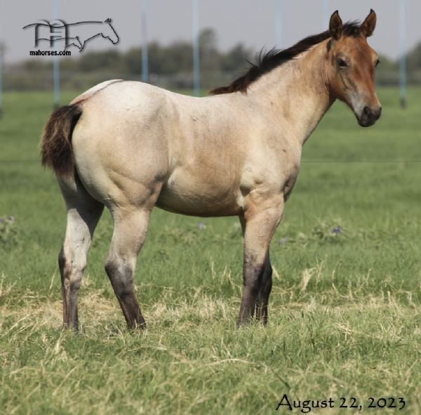 Crowheart Black Sox's 2023 Dun Roan Filly